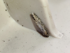 Blastobasis maroccanella