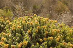 Cullumia carlinoides