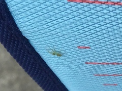 Lyssomanes viridis