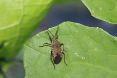Anasa