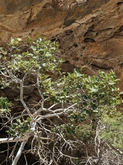 Ficus johannis