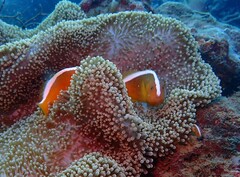 Amphiprion sandaracinos