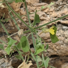 Nanorrhinum ramosissimum