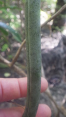 Vanilla madagascariensis
