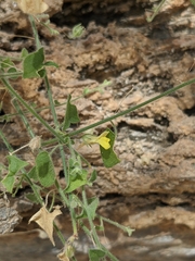 Nanorrhinum ramosissimum