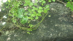 Vanilla madagascariensis