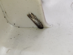 Blastobasis maroccanella