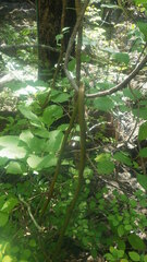 Vanilla madagascariensis