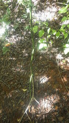 Vanilla madagascariensis