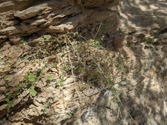 Nanorrhinum ramosissimum