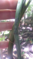 Vanilla madagascariensis