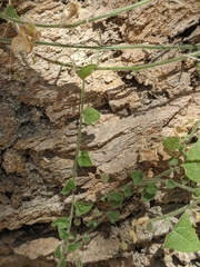 Nanorrhinum ramosissimum