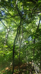 Vanilla madagascariensis