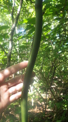 Vanilla madagascariensis