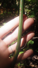 Vanilla madagascariensis