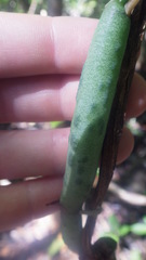 Vanilla madagascariensis