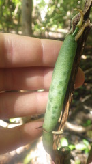 Vanilla madagascariensis