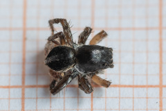 Aelurillus v-insignitus