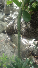 Vanilla madagascariensis