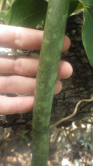 Vanilla madagascariensis