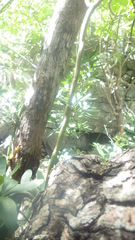 Vanilla madagascariensis