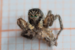 Aelurillus v-insignitus