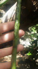 Vanilla madagascariensis