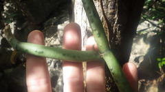 Vanilla madagascariensis