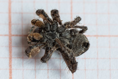 Aelurillus v-insignitus