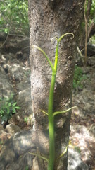 Vanilla madagascariensis