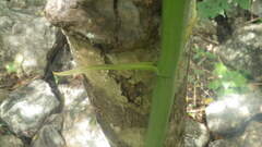 Vanilla madagascariensis