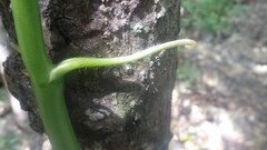 Vanilla madagascariensis
