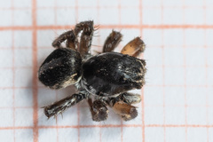 Aelurillus v-insignitus