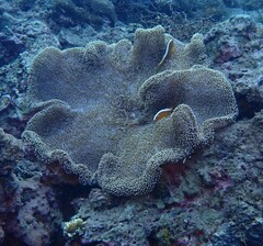 Stichodactyla mertensii