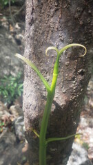 Vanilla madagascariensis