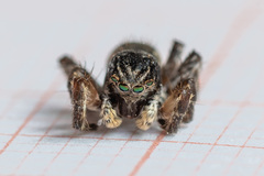 Aelurillus v-insignitus