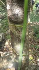 Vanilla madagascariensis