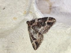 Catarhoe basochesiata