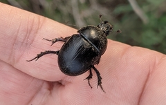 Sericotrupes niger