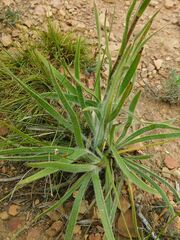 Corymbium villosum