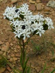 Corymbium villosum