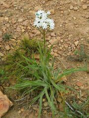 Corymbium villosum