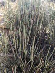 Ephedra pachyclada