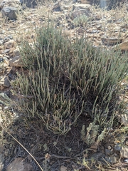 Ephedra pachyclada