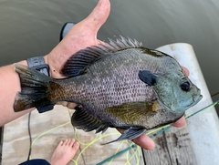 Lepomis macrochirus purpurascens