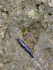 Philomycidae