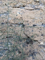 Asparagus capitatus gracilis