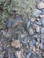 Asparagus capitatus gracilis