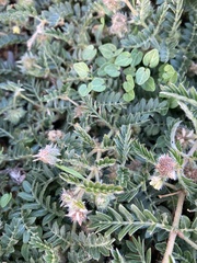 Tribulus