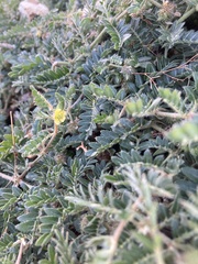 Tribulus